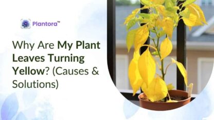 plant-leaves-turning-yellow-1