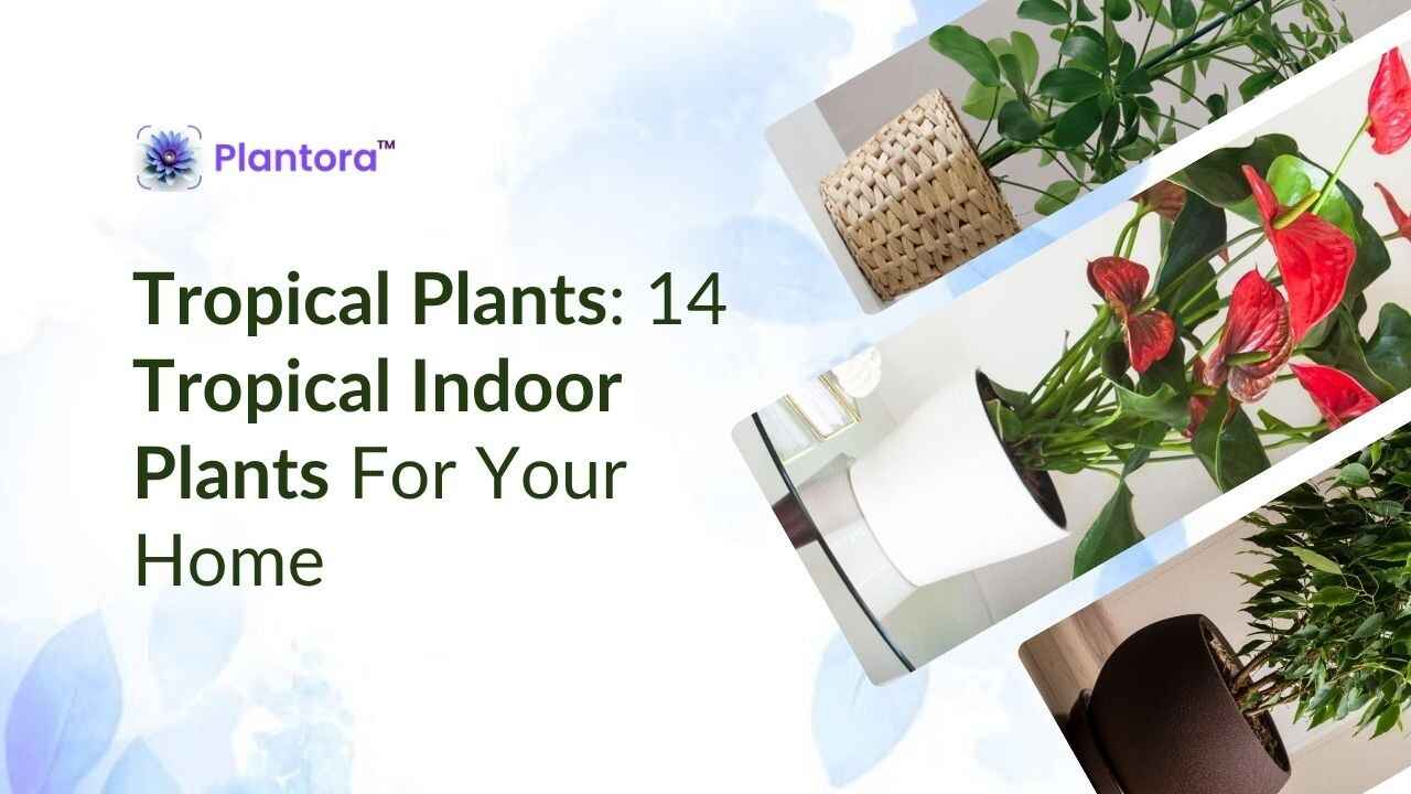 Tropical Plants: 14 Tropical Indoor Plants For Your Home