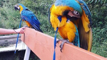 Macaw4