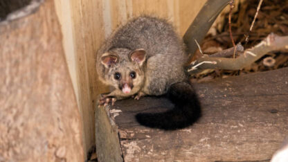 Possum-Removal-Specialist-Melbourne