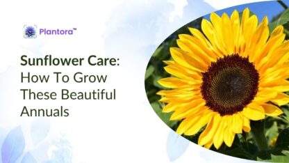 sunflower-care