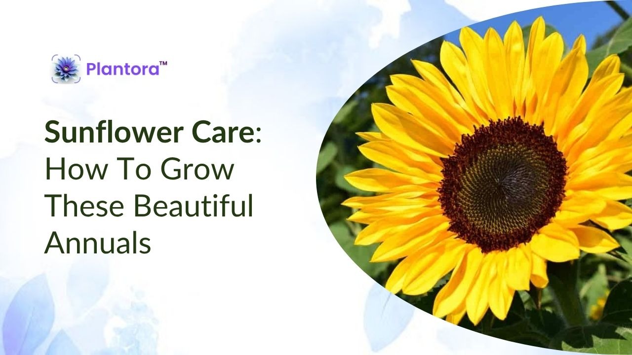 Sunflower Care: How To Grow These Beautiful Annuals.