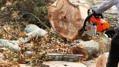 Tree-Cutting-Permits-Near-Me