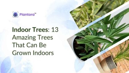 Indoor-trees-1