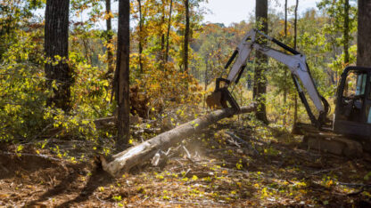Stump-Removal-Cost-Melbourne