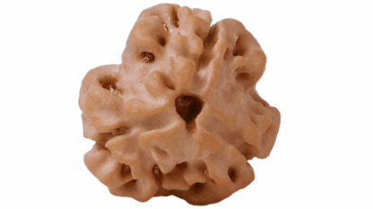 NATURAL-3-MUKHI-RUDRAKSHA