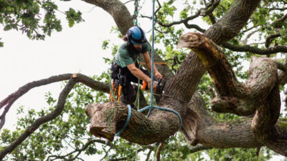 Tree-Removal-Narre-Warren