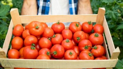 Wholesale-Sabzi-Mandi-in-Gurgaon