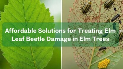 Affordable-Solutions-for-Treating-Elm-Leaf-Beetle-Damage-in-Elm-Trees