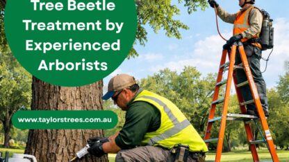 Complete-Elm-Tree-Beetle-Treatment-by-Experienced-Arborists
