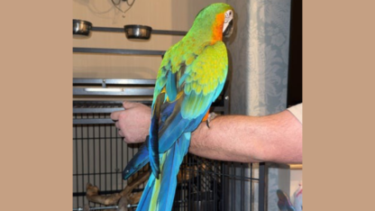 Female-Harlequin-Macaw