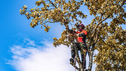 Local-Tree-Pruning-Services