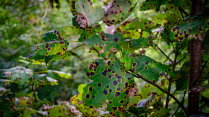 Silver-Birch-Leaf-Spot