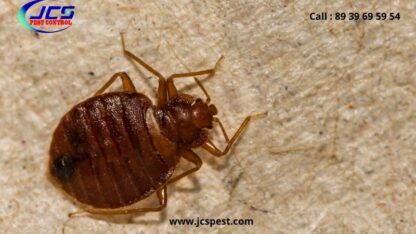 bedbug-control