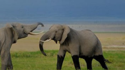 6-Days-Wildebeest-Migration-Safari