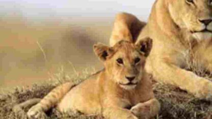 68cbb3cf28d75_download-1