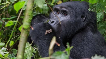 14-Days-Definitive-Uganda-Safari