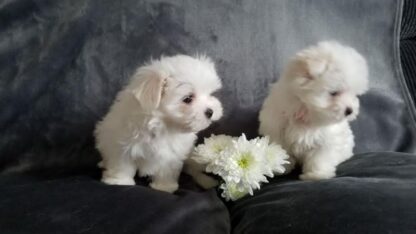 6250231a9233243ee011bdc2263fbcfb