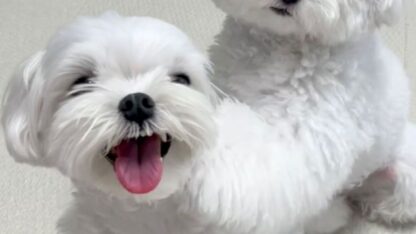 8f49201869e0bfa1953a47fa298b4948-1