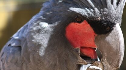 Black-Palm-Cockatoo-2