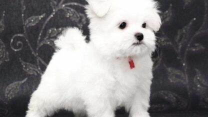 Perros-Islas-Baleares-Regalo-Cachorros-Bichon-Maltes-Mini-Toy-Para-Adopcion273233384547536066