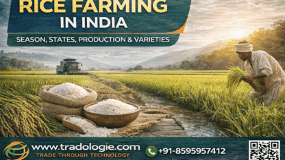 Rice-Farming-in-India-1