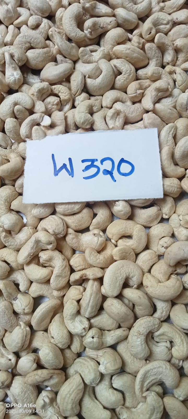 RECENT PRICE CASHEW NUTS WHOLESALER IN KOLKATA WEST BENGAL