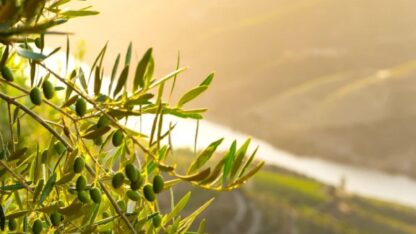 Wine-Tour-Around-the-Douro-Valley-with-Transport-Across-Portugal