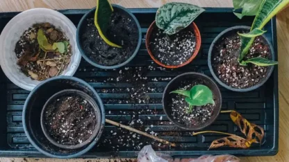 perlite-propagation-potted-plants