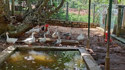 Adventure-Resort-for-Kids-Near-Bangalore