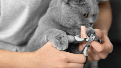 Cat-Grooming-Milton