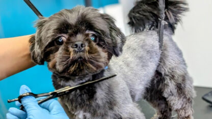 Milton-Puppy-Grooming