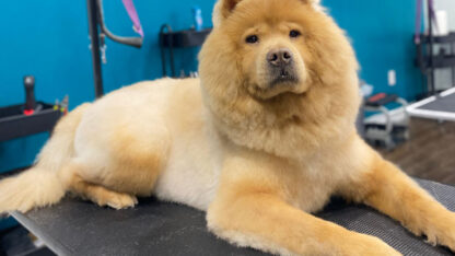 Pawz-Milton-Dog-Grooming-1