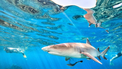 Snorkel-with-Sharks-Fiji
