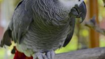 African Grey Parrot for Sale – Smart, Talkative & Certified