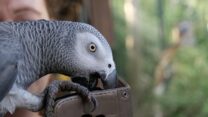 African Grey Parrot for Sale – Smart, Talkative & Certified