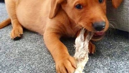 Chomp-and-chew-classified-image