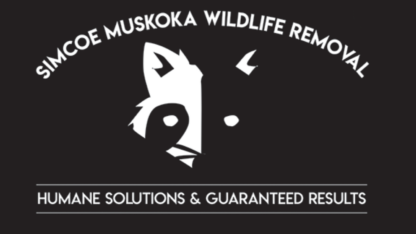 Rodent-Control-in-Barrie-by-Simcoe-Muskoka-Wildlife-Removal