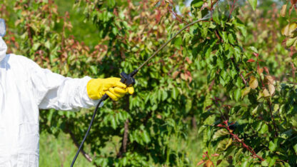 arboricultural-pest-control-specialists-au
