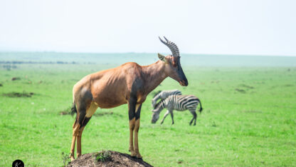 ketsafaris.com-Masai-Mara-89