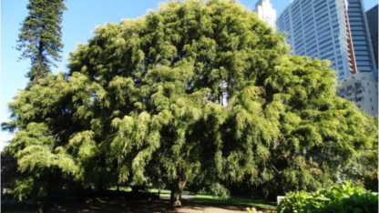 Weeping-Elm-Tree-Care-and-Treatment